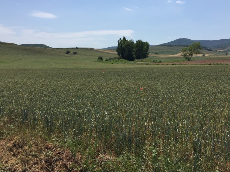 Day 10 Wheat