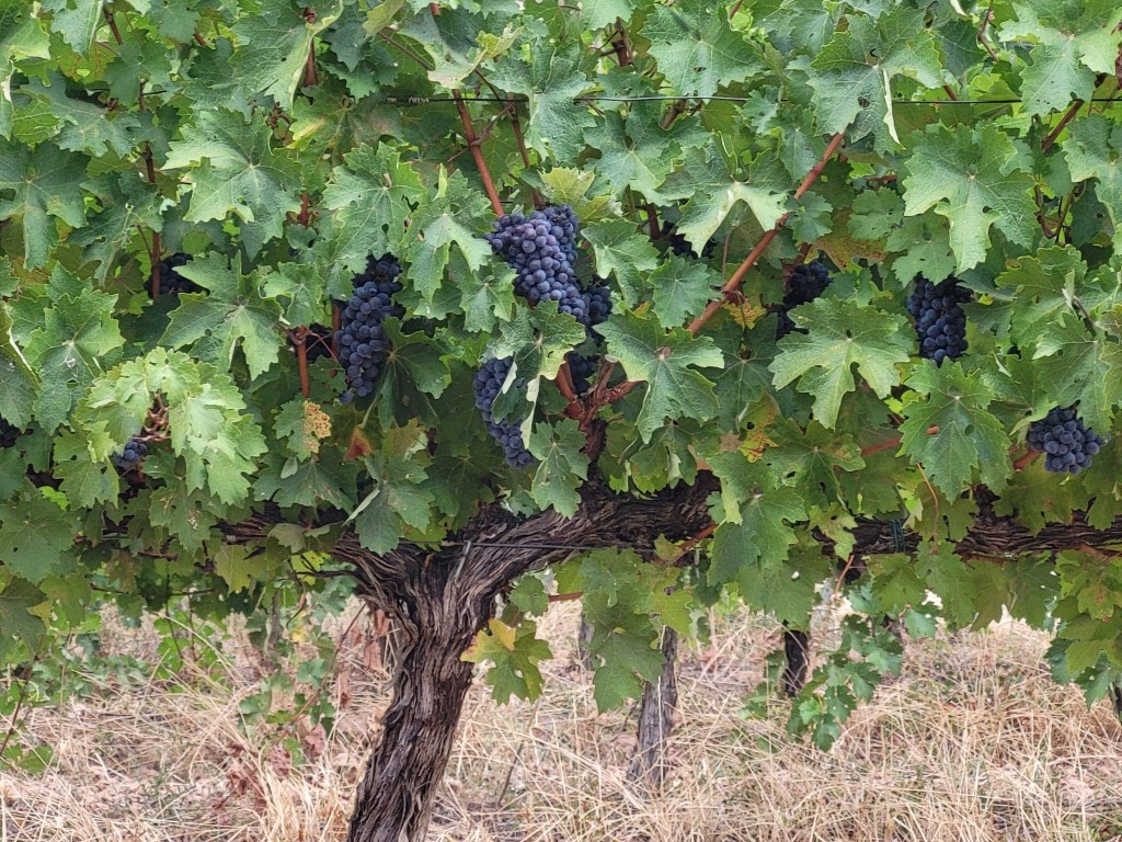 Plump, purple grapes hang from the vine, ready to be picked.