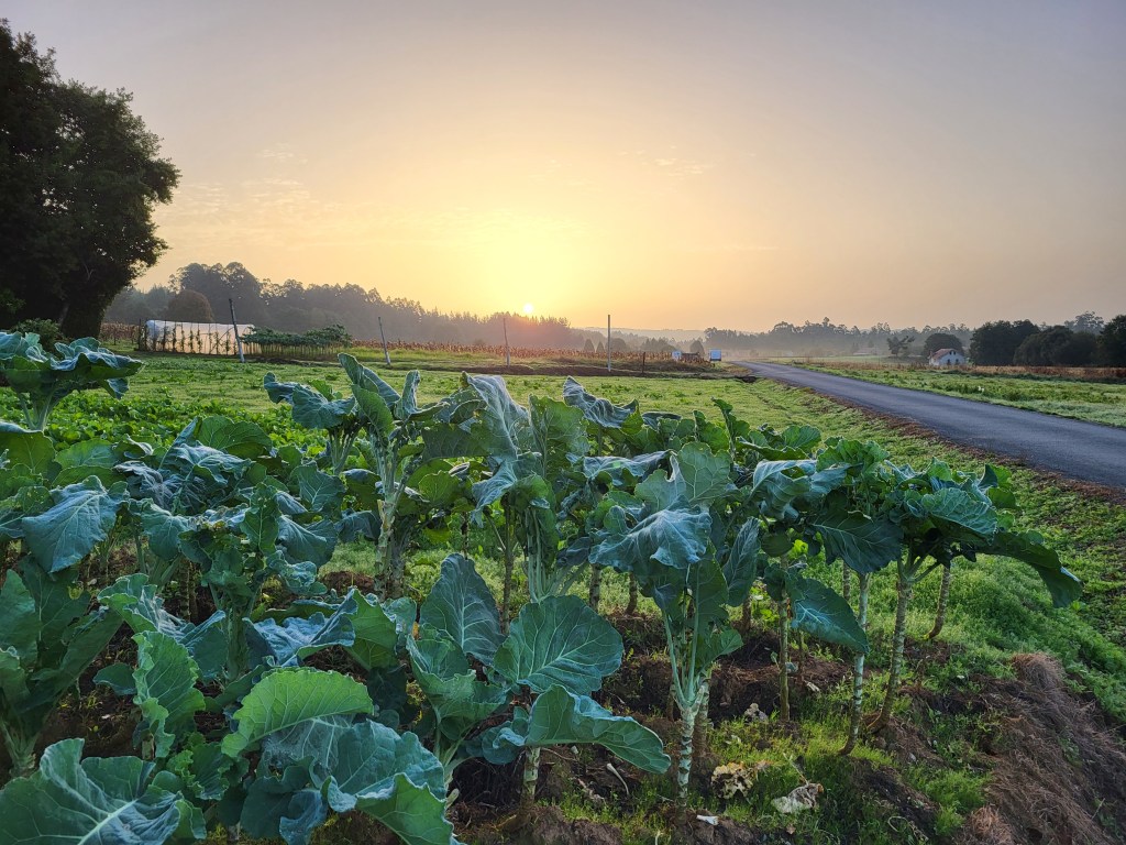 Sunrise over a Galician farm, a patch of kale is growing in the foreground.
