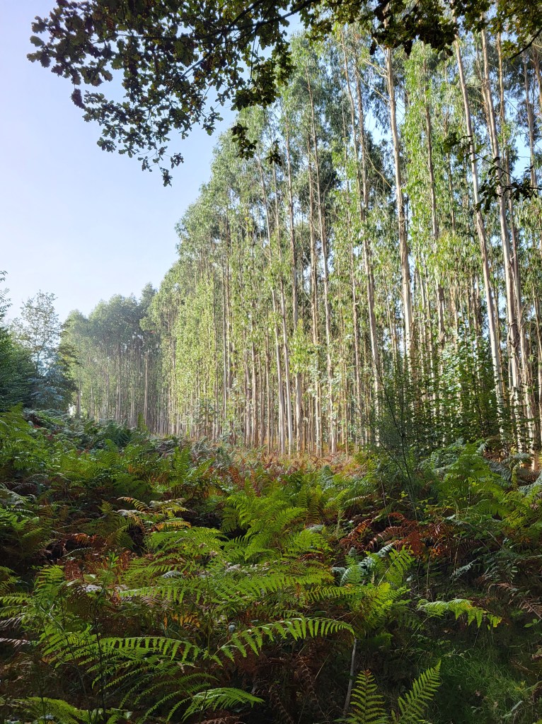Eucalyptus forest on the way to Santiago de Compostela. The trees tower above the forest vegetation.