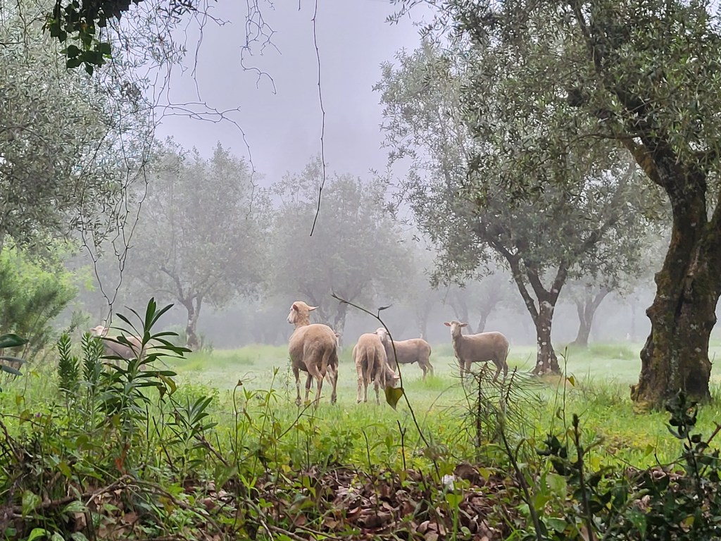 Sheep grazing in a foggy olive orchard.