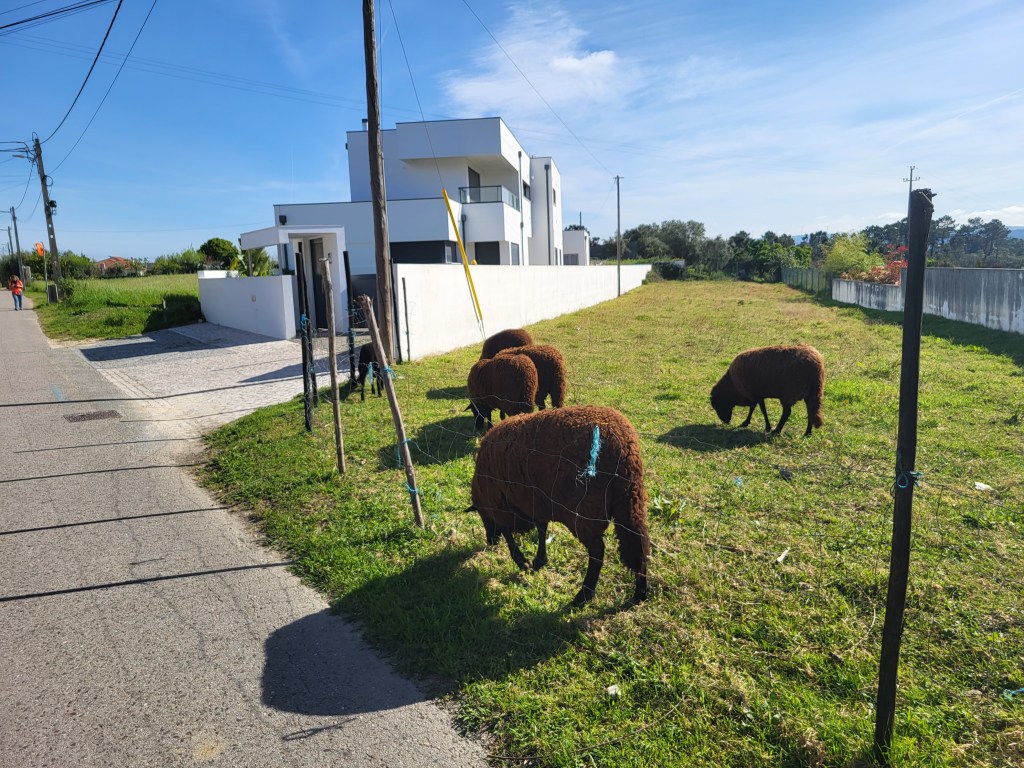 Sheep grazing in a suburban yard.