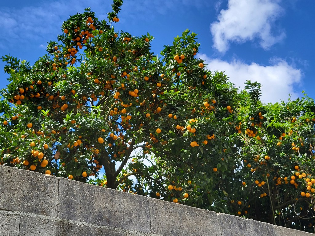 An orange tree laden with fruit overhangs a sidewalk.