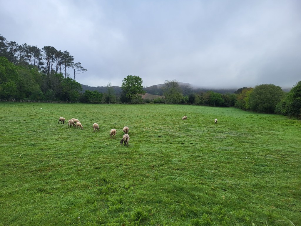 Sheep grazing in a green pasture in foggy Galicia.