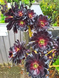 Flowers on the side of the road.