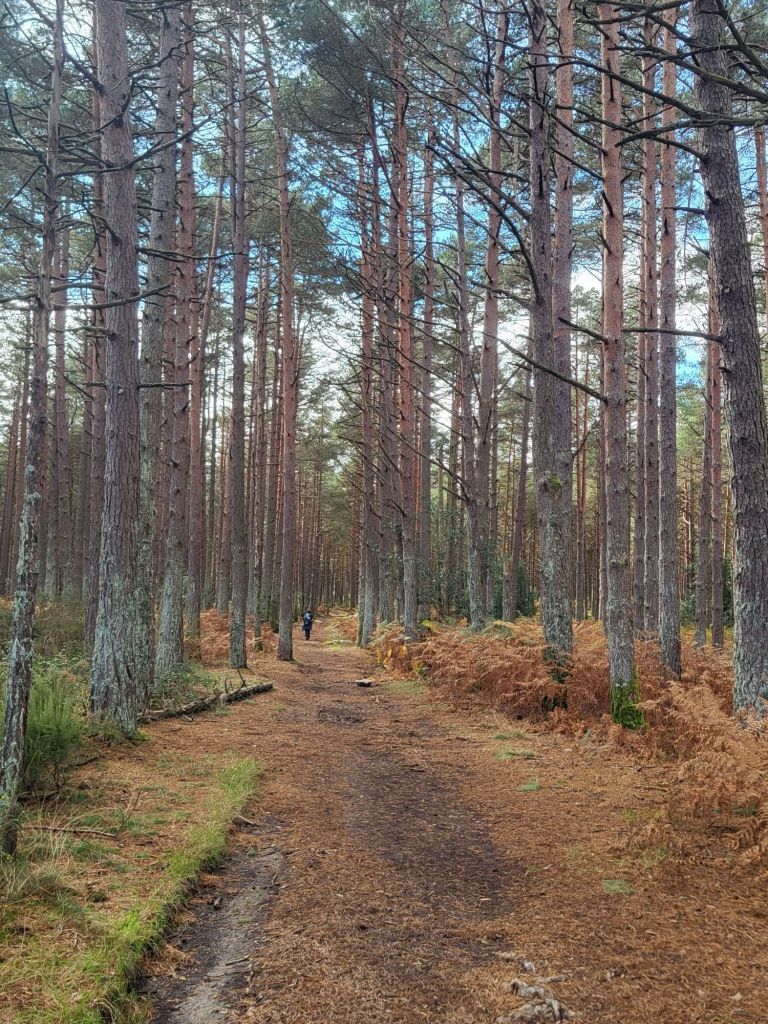 Pine forest in Asturias, Spain.