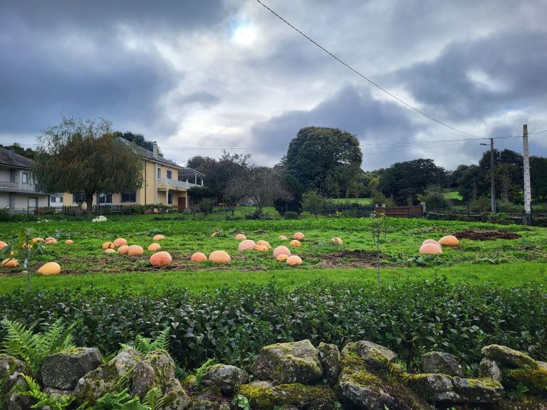 Pumpkins in a field
