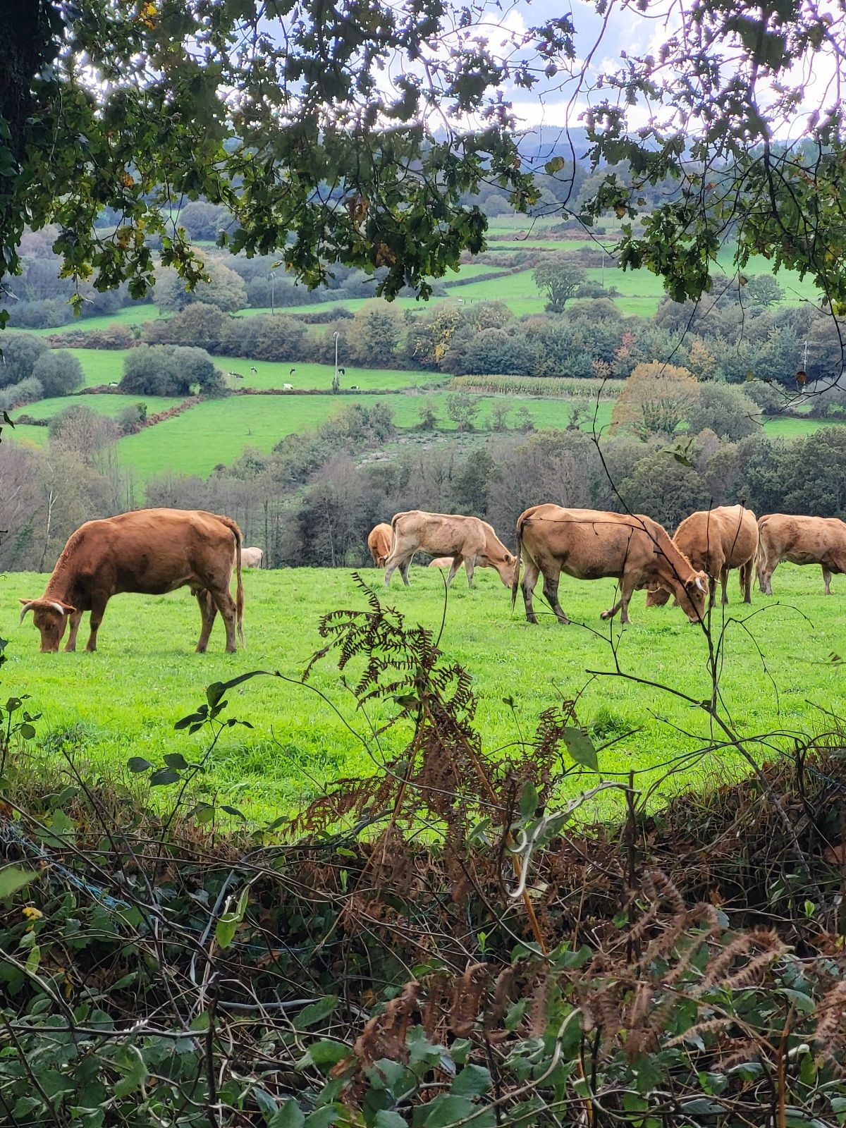 Cows grazing